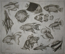 * ARTEX  4563 FISH CUTOUTS Picture to Paint (tri chem)