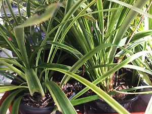 3 Variegated Liriope Ornamental Lily Turf Grass Perennial Plants Clumps - Picture 1 of 6