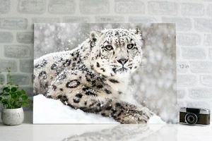 snow leopard in snow Canvas Wall Art Ready To Hang - Picture 1 of 5