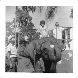 1950s Fairyland Zoo Tampa Florida Girl Riding Elephant Vintage Photo - Bild 1 von 2