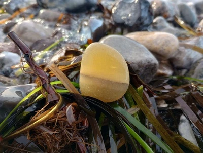 Faserkalk, Ostseejade, Holsteiner Bernstein, Friesengold - Bild 1 von 4