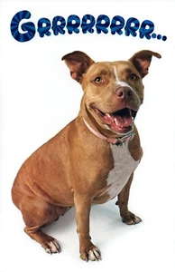 Funny GRADUATION Card, American Pit Bull Terrier Dog Grrr — Premium Greetings +✉ - Picture 1 of 4
