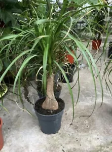 Elefantenfuß / 1-Stamm / Beaucarnea / ca. 40 cm / Pflanze/ Zimmerpflanze - Bild 1 von 1