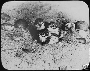Glass Magic Lantern Slide RINGED PLOVER CHICKS C1910 NATURE PHOTO BIRDS - Picture 1 of 2