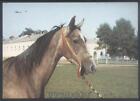 AK Postcard Winda Janów Stud Horse Pferd Cheval Cavallo Caballo Konie Paard z186
