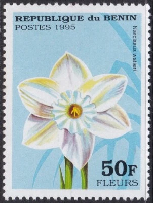 Specimen, Benin Sc769 Flower, Narcissus watieri - Image 1 of 2