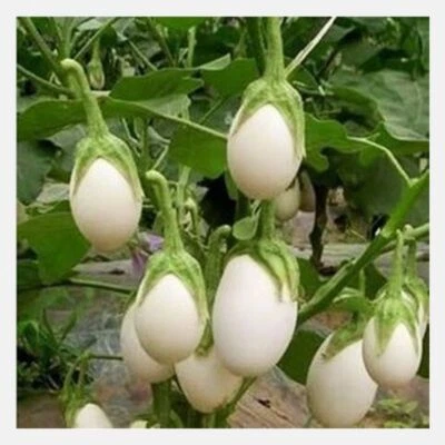 Semillas de berenjena de huevo blanco 50+ vegetales Solanum Melongena NO TRANSGÉNICOS EE. UU. ENVÍO Y DEVOLUCIÓN GRATUITOS Foto 1 de 2