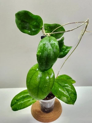Hoya Vitellina epc 881 - (shell-shaped leaves)🌸 - Image 1 of 4