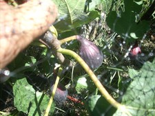 Fig tree cuttings, Aubique Petite ,delicious black, flavorful, Two crops,5 pcs !