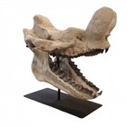 mammal fossils Bronthotherium megaceratops titanotherium oligocene SD Skull