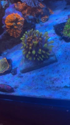 GUIJARROS AFRUTADOS HONGO ST THOMAS Foto 1 de 2