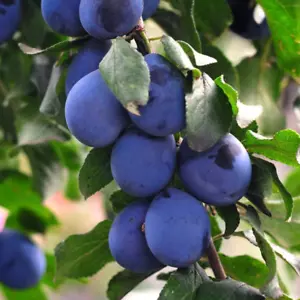Potted Mini Fruit Tree Plum, Perfect for Small Gardens & Patios, Heavy Cropping, - Picture 1 of 12