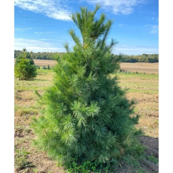 white pine live plant up to 2 Ft tall - Image 1 of 2