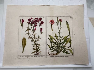 Orig 19. Jh. Lychnis handkolorierter botanischer Teller - Bild 1 von 4