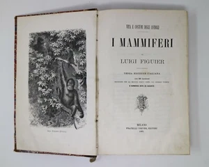 Libro Antico "Vita e Costumi degli Animali I MAMMIFERI" di L. FIGUIER 1880 3° ed - Foto 1 di 11