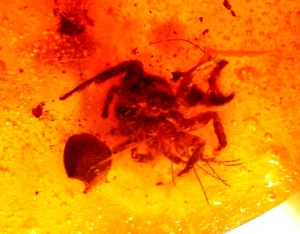 Scary Hairy Spider with Large Flower Bud in Dominican Amber Fossil Gemstone - Picture 1 of 12