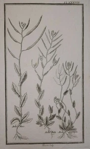 ARABIS NOVA Reda Serpillifolia GRAVURE Chauvin BOTANIQUE Plantes XVIII° - Foto 1 di 2