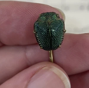 Rare Antique French Art Nouveau Hat Pin Real Scarab c1900 - Bild 1 von 6