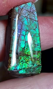 Ammolite  Ammonite Coated Stone 33.5x16.5x5.6mm #16790 - Picture 1 of 5