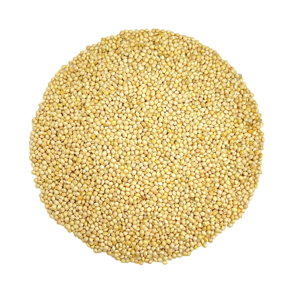 White Proso Millet Seeds for Birds - 10 lbs Unhulled, Bulk Wild Bird Seed, Id... - Image 1 of 4