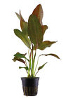 Echinodorus 'Ozelot' im Topf Aquariumpflanze Wasserpflanzen Hintergrundpflanze