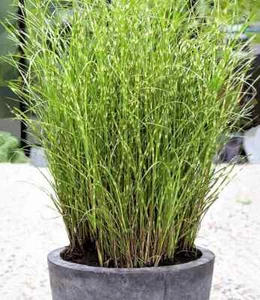 100 Samen Chinaschilf Zebragras, Miscanthus zebrinus strictus - Bild 1 von 1