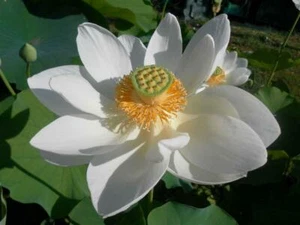 NELUMBO NUCIFERA, WHITE LOTUS - LOTO BIANCO, 5 SEMI SELEZIONATI - Foto 1 di 2