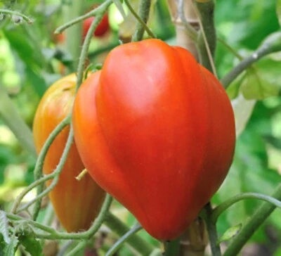 SEMISAUVAGE PERMACULTURE 35 Graines de Tomate Cœur de Bœuf Véritable - légume ancien - semences paysannes
