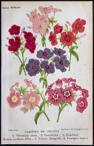 1868 - Varietà Di Fiori Phlox - Cromolitografia - Botanica E Orticoltura - Foto 1 di 3