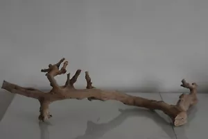 Terrario, Exo Terra Foresta Ramo Grande Ca 60 x 20 x 16 CM B Rettile Albero - Foto 1 di 3