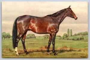 Horse Standing In Pasture Stehli Switzerland Postcard Artist Signed Alderson - Picture 1 of 2