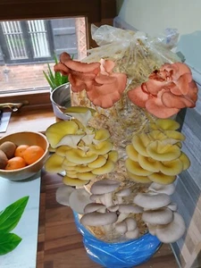 Mushroom Grow Kit Straw Log Blue Gold & Pink Oyster Edible XL Easy & Fun Edicate - Picture 1 of 12