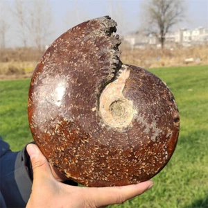 2.41kg Natural Ammonite Fossil Reiki Crystal Specimen Mineral Crystal Decor Gift - Picture 1 of 11