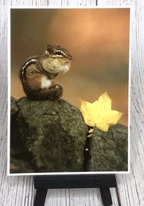 Eastern Chipmunk Autumn Leaf North American Wildlife Postcard - Picture 1 of 4