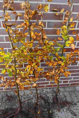 Rotbuchen 1st. 80-120cm Hecke Rotbuche Sichtschutz Wurzelware Heckenpflanzen - Bild 1 von 4