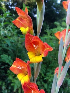 Gladiolo salvaje africano - Lirio loro - Gladiolus dalenii 10+ semillas Z 158 - Imagen 1 de 1