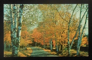 1957 Birch Trees Country Road Greetings York AL Sumter Co Postcard Alabama - Imagen 1 de 1