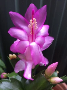 6 x Mix Schlumbergera Zygocactus Cuttings 1 each inc Gold Charm Rita Ida Olga - Picture 1 of 6