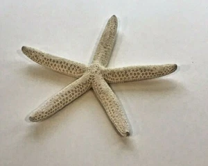 Large Genuine Starfish 6 1/2" Across Natural Color Crafts Nautical Beach Decor - Picture 1 of 2