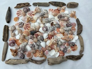 Seashells and Driftwood for Crafting, Decor, and Collecting! 5+ pounds! - Picture 1 of 11