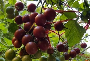 25 Samen Tomate Black Cherry, Cocktail Tomate, Rarität, Ernte 2024, Tomatensamen - Bild 1 von 3