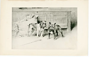 FRENCH AND TOY BULLDOG RARE ANTIQUE 1896 DOG ART PRINT by Artist ARTHUR WARDLE - Picture 1 of 1