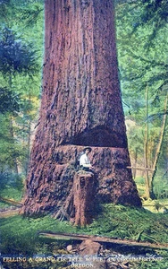 OREGON OR - Felling a Grand Fir Tree 60 Feet In Circumference Postcard - Picture 1 of 2