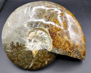 Fósil macizo - Amonita - 205×162×45 mm - 1492,14 g - Imagen 1 de 10