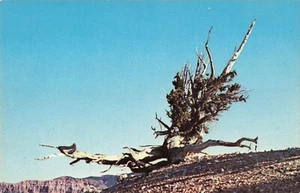 Postcard Bristle Cone Pine - Picture 1 of 2