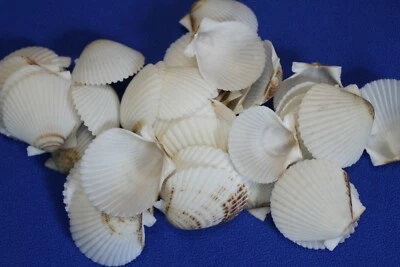 VIEIRAS BLANCAS FLORIDA, decoración de playa, decoración de boda, arte de playa, regalos SS-71 Foto 1 de 4