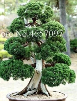 20 SEMILLAS para PINO BONSÁI #1 enano mini rara planta de jardín exótica vendedor de EE. UU. Foto 1 de 3