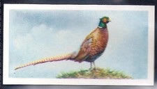 BROOKE BOND (TEA)-BRITISH BIRDS (WHITE BACK) 1954-#17- PHEASANT