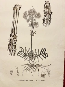 Antigua mesa de cobre 1834 flores plantas hueso músculos tatuaje boceto - Imagen 1 de 10