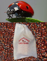 500 Premium Fresh 2022 Summer Seasons Live Ladybugs  Think Fresh!!